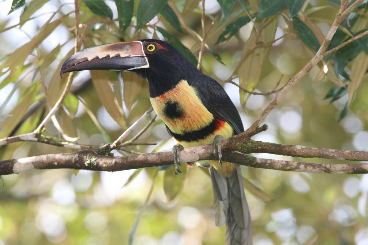 Aracari