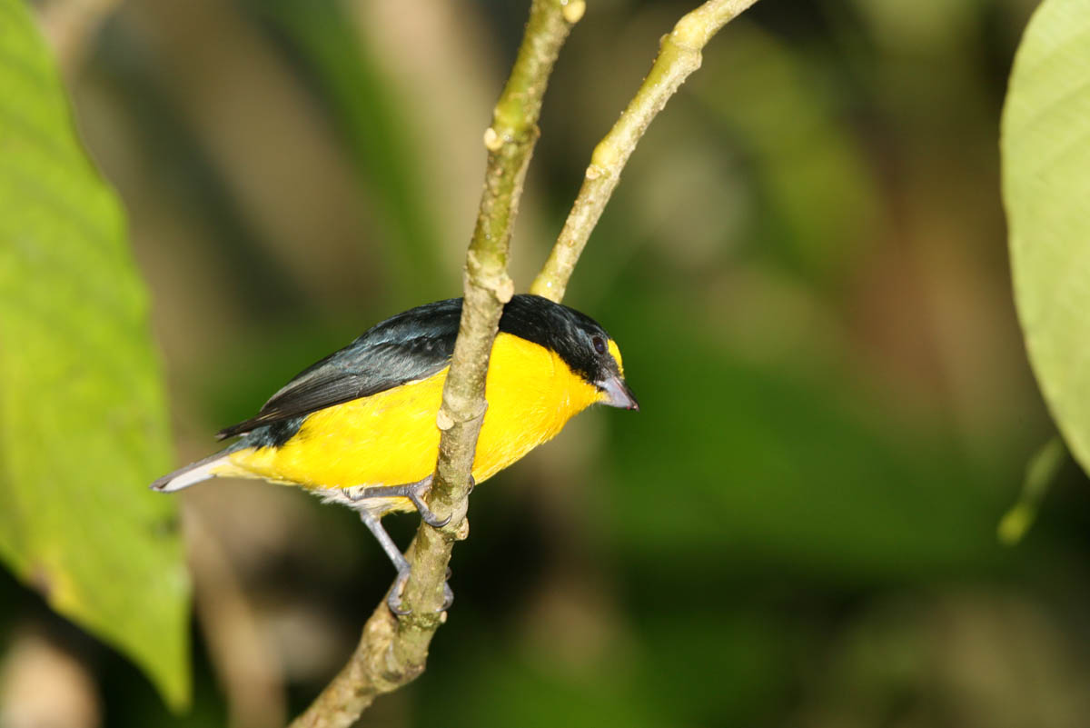 Euphonia