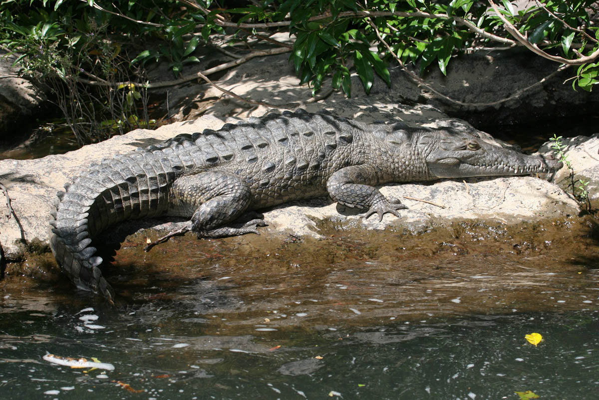 Crocodile