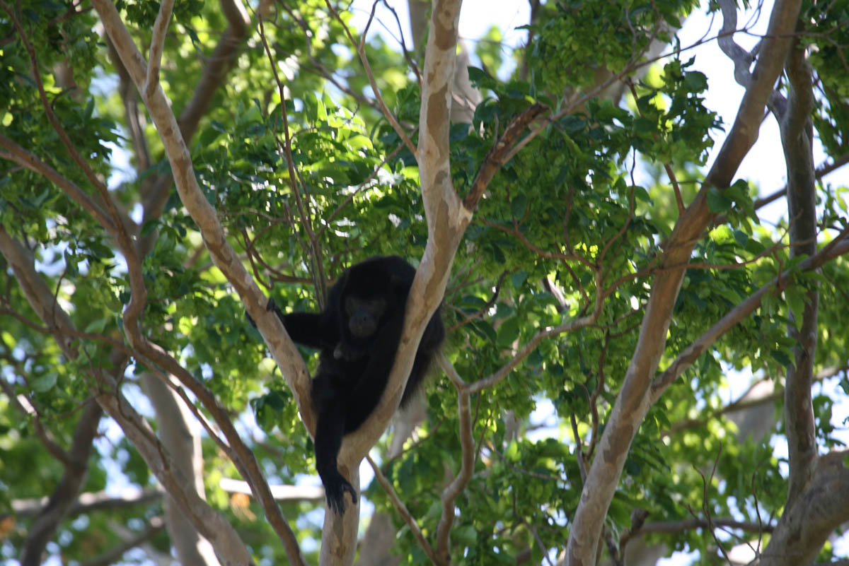 Howler Monkey