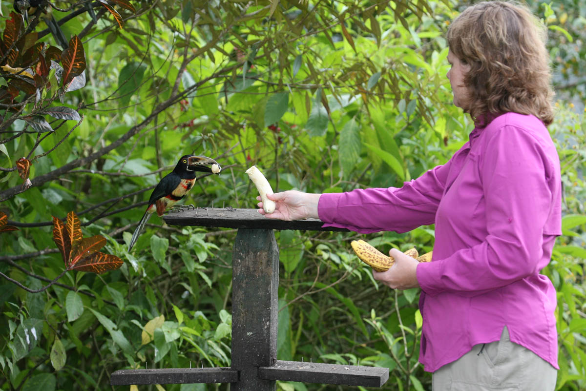 Angela feeding an Aracari