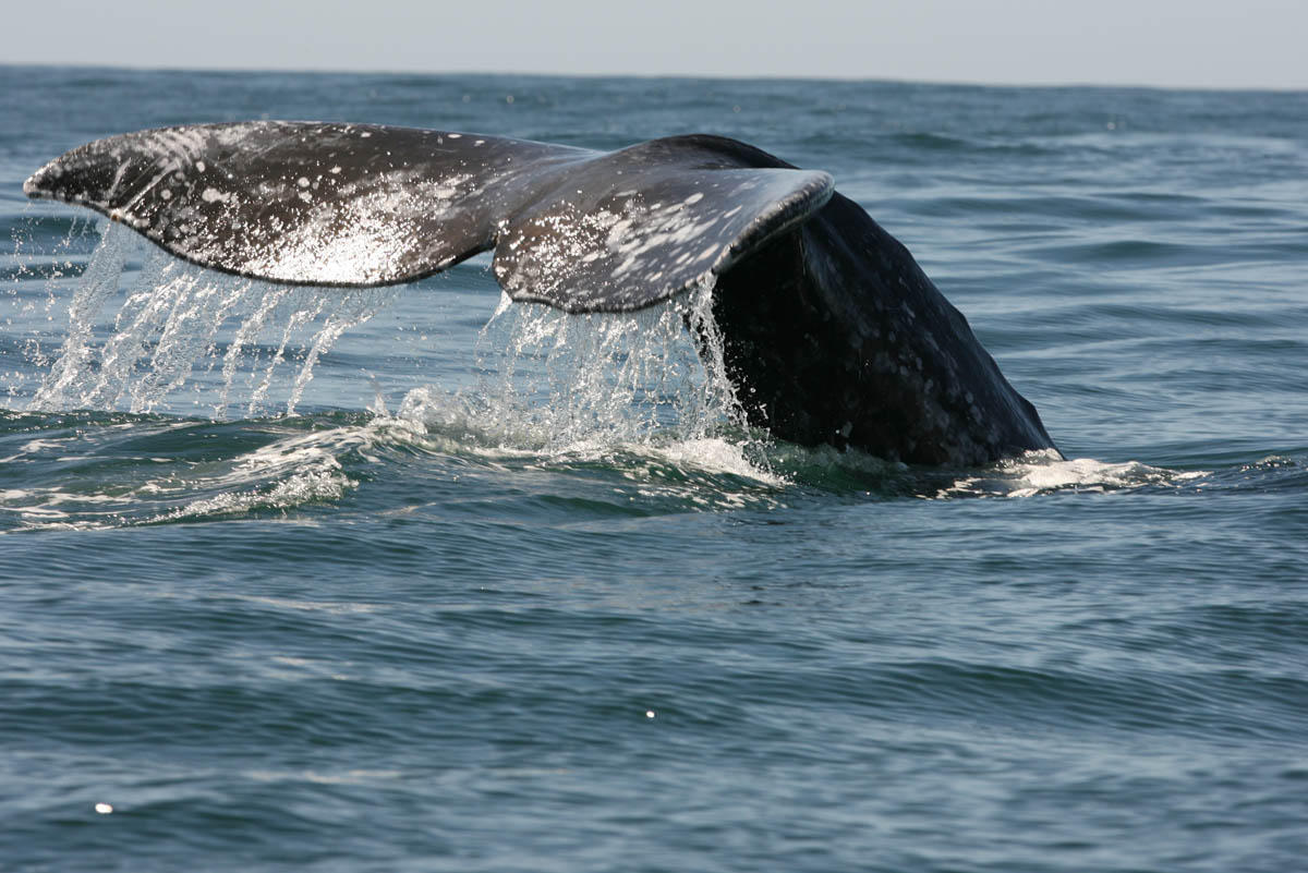 Gray Whale