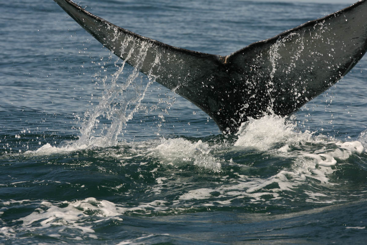 Gray Whale