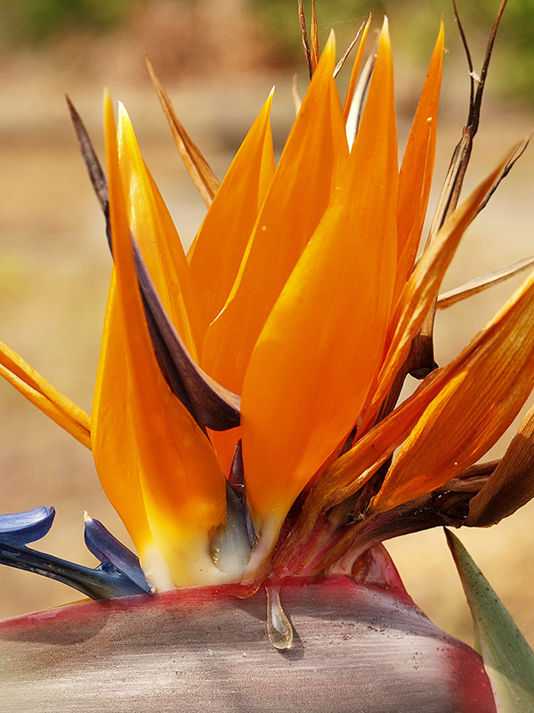 Strelitzia