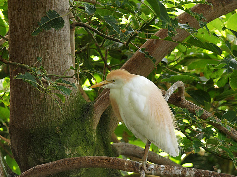 Pero no todos son loros / But not all are parrots