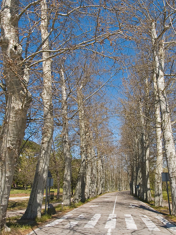 Carretera y arboles / Road an trees