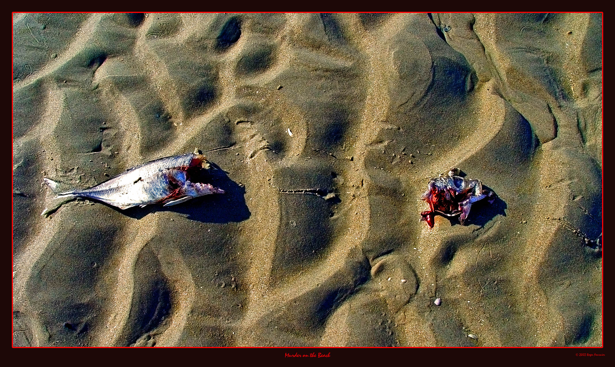 ...Murder on the Beach...