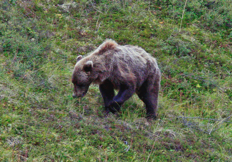 Denali_Bear-20.jpg