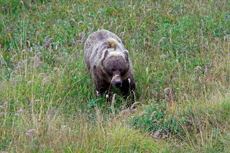 Denali_Bear-30.jpg