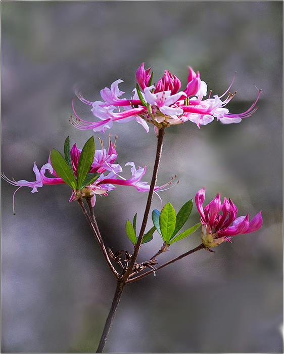 Fresh Flower