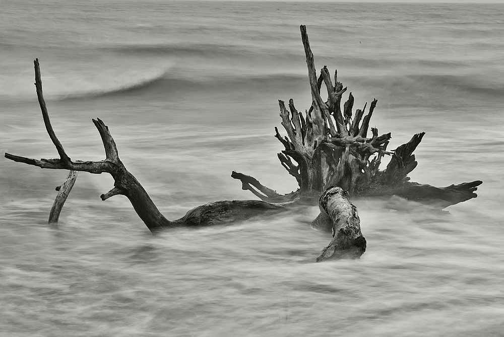 Dead Wood