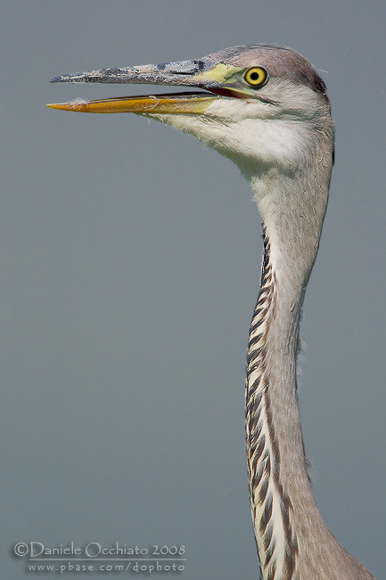 Grey Heron (Ardea cinerea)