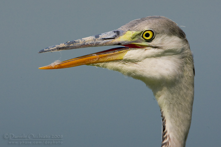 Grey Heron (Ardea cinerea)