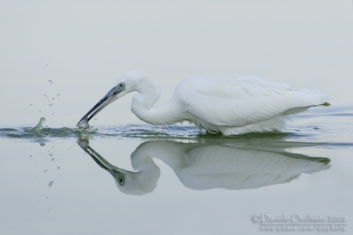 Little Egret (Egretta garzetta)
