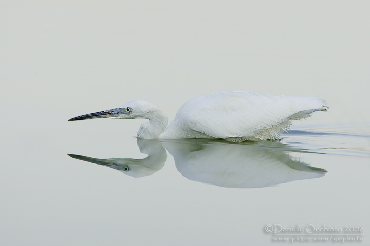 Little Egret (Egretta garzetta)