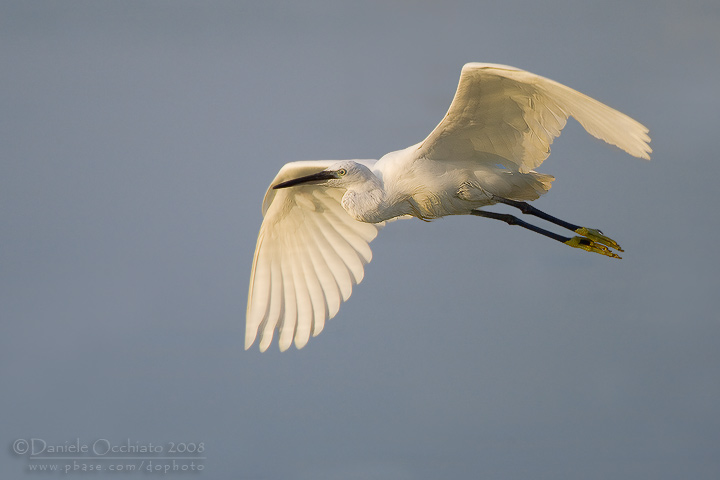 Little Egret (Egretta garzetta)