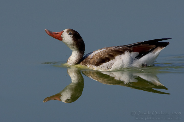 Shelduck (Tadorna tadorna)