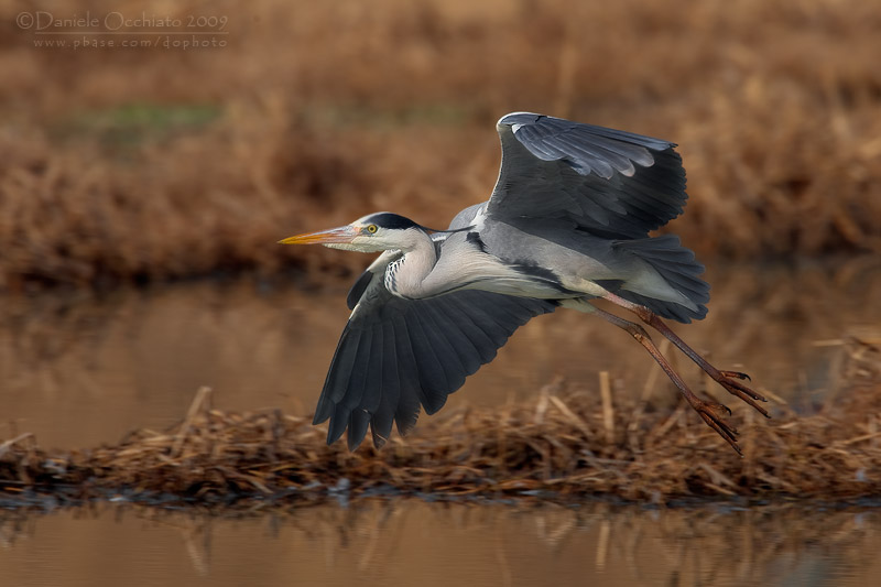 Grey Heron (Ardea cinerea)