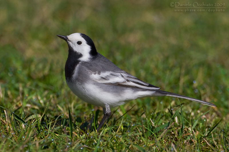 White Wagtail (Motacilla alba)