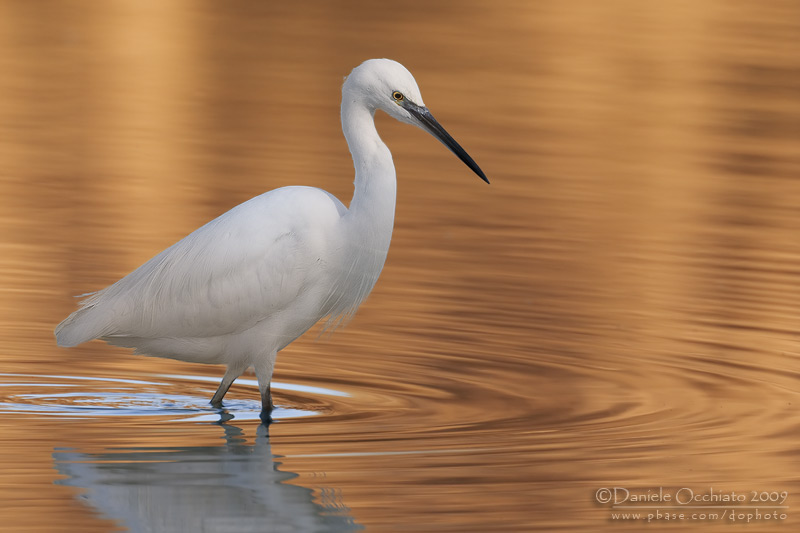 Little Egret (Egretta garzetta)