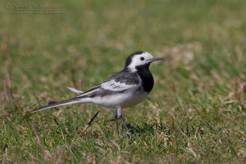 Pied Wagtail (Motacilla alba ssp yarrellii)