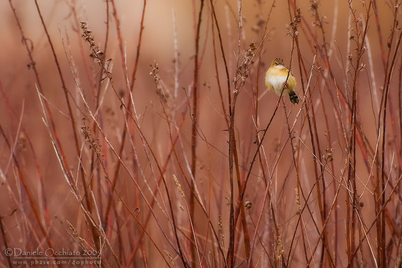 Zitting Cisticola (Cisticola juncidis)