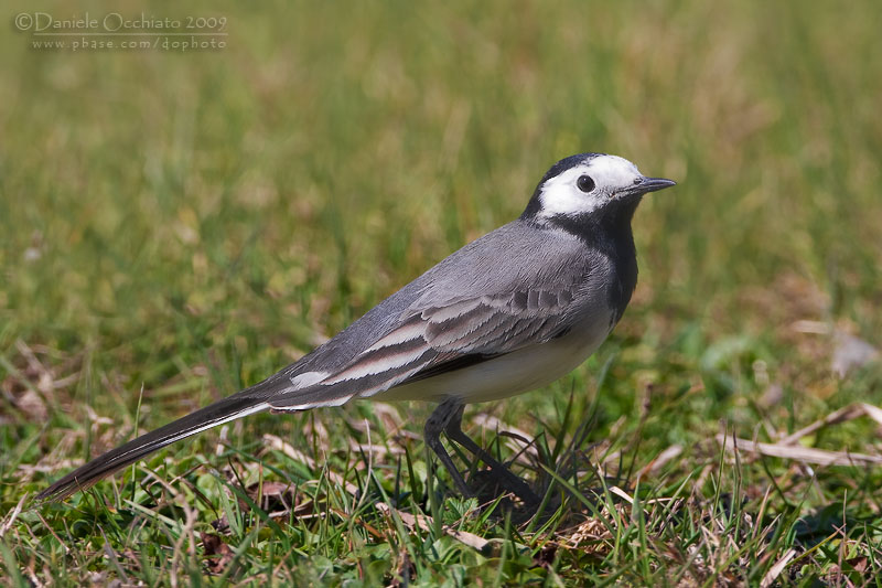 White Wagtail (Motacilla alba)