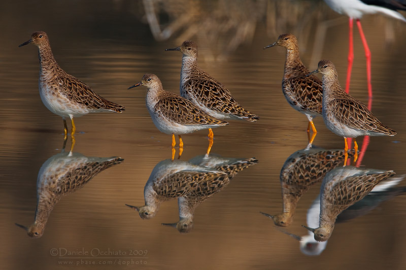 Ruff (Philomachus pugnax)