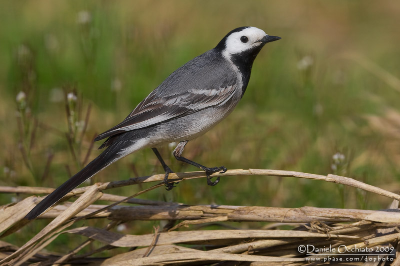 White Wagtail (Motacilla alba)