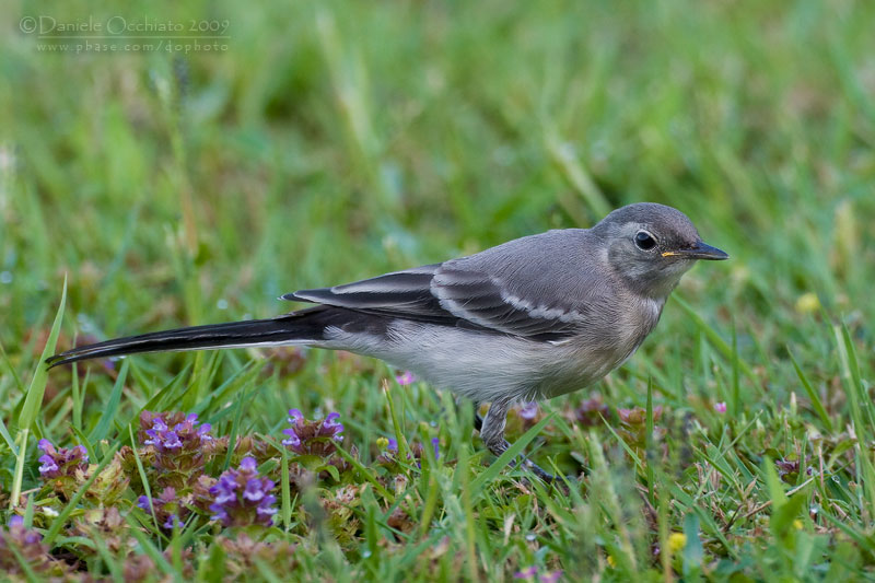 White Wagtail (Motacilla alba)