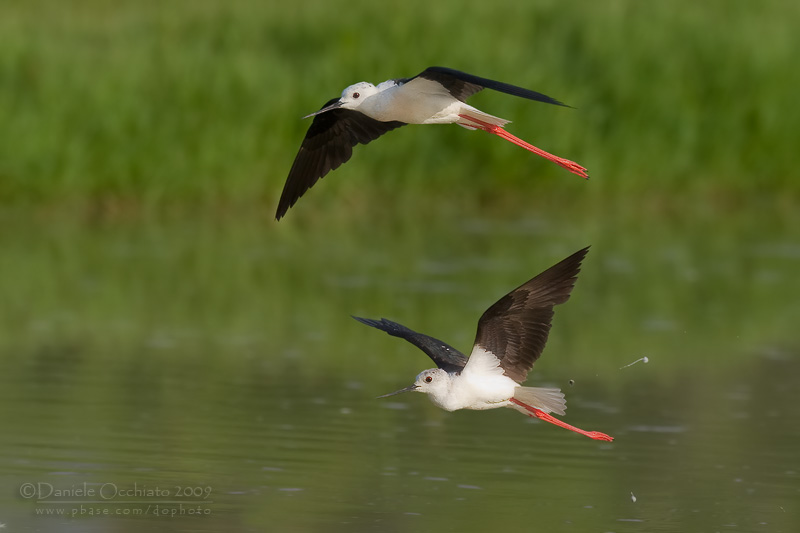 Black-winged Stilt (Himantopus himantopus)
