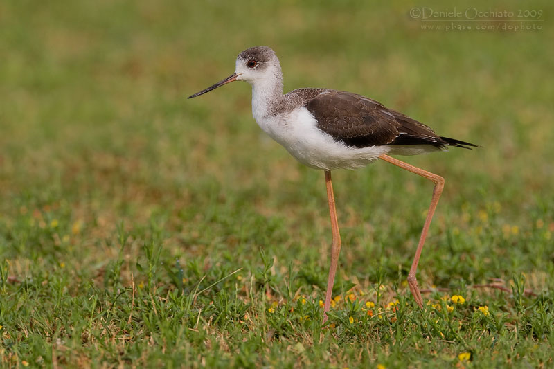Black-winged Stilt (Himantopus himantopus)