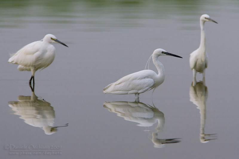 Little Egret (Egretta garzetta)