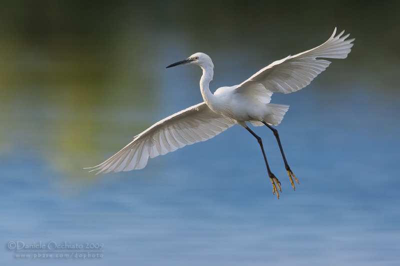 Little Egret (Egretta garzetta)