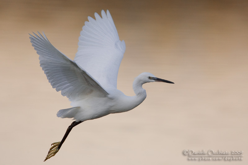 Little Egret (Egretta garzetta)