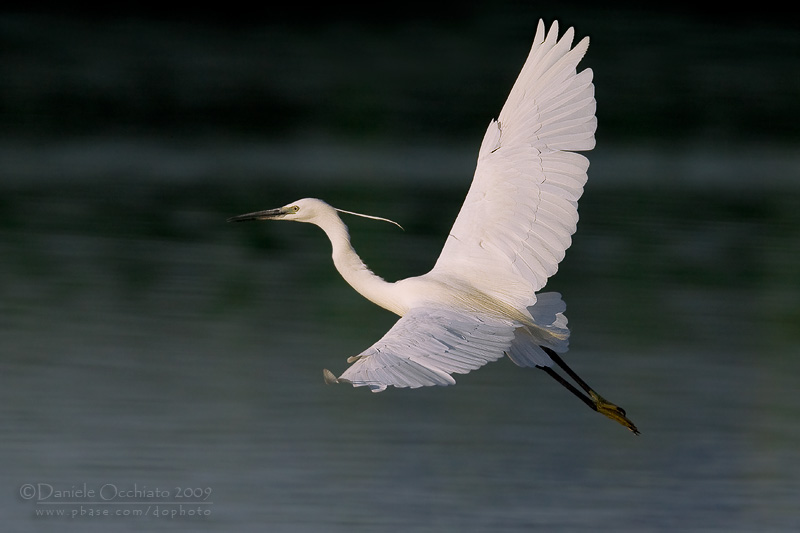 Little Egret (Egretta garzetta)