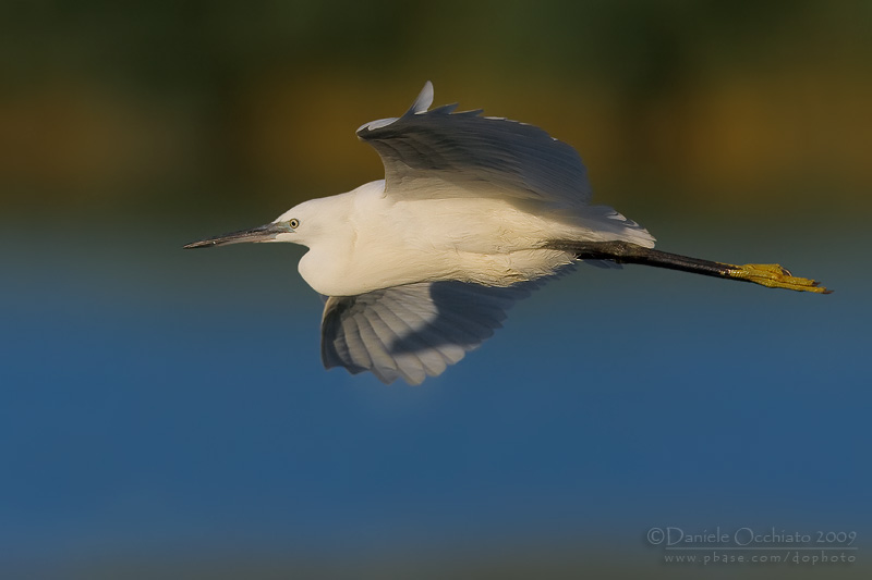 Little Egret (Egretta garzetta)