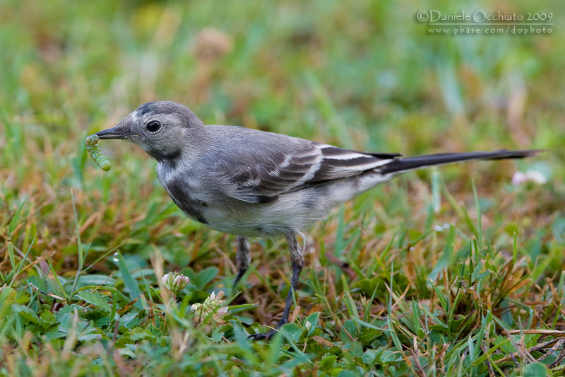 White Wagtail (Motacilla alba)
