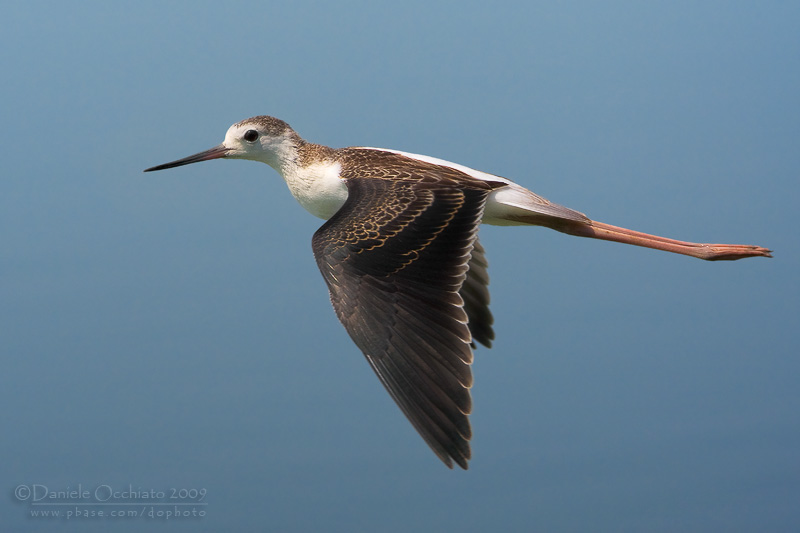 Black-winged Stilt (Himantopus himantopus)