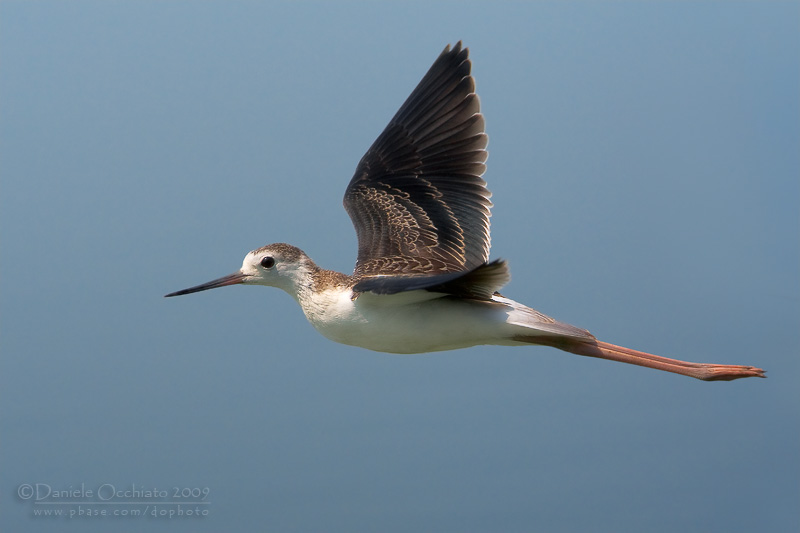 Black-winged Stilt (Himantopus himantopus)