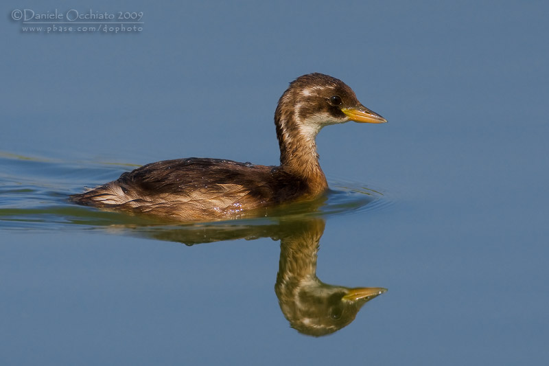 Little Grebe (Tachybaptus ruficollis)