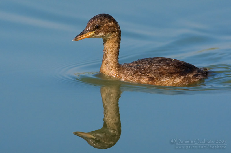 Little Grebe (Tachybaptus ruficollis)