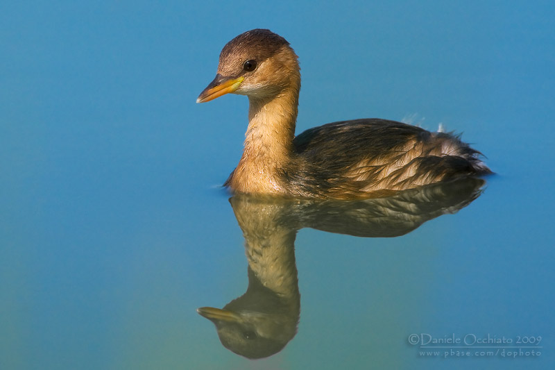 Little Grebe (Tachybaptus ruficollis)