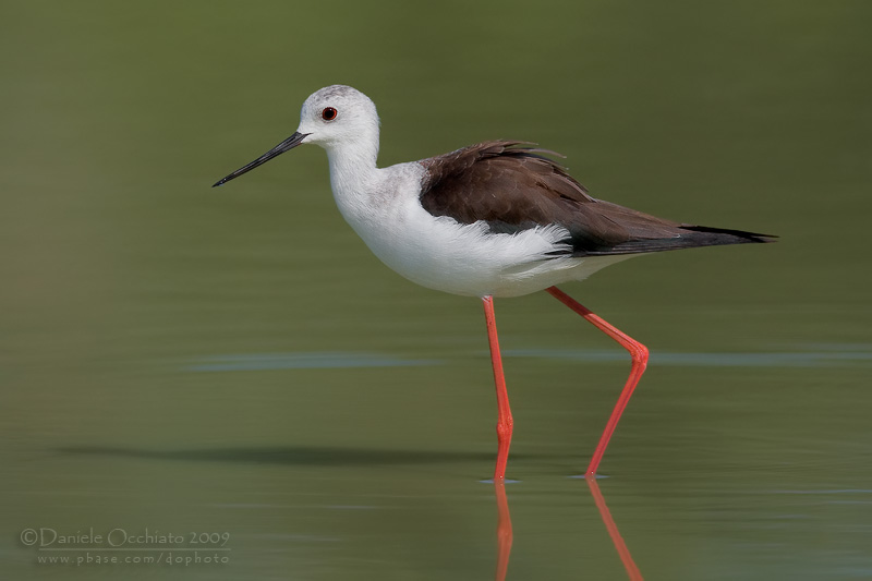 Black-winged Stilt (Himantopus himantopus)