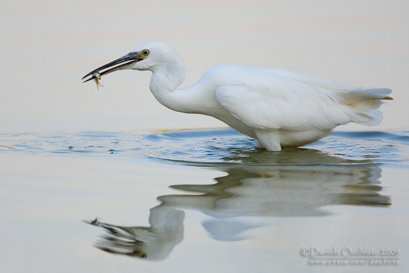 Little Egret (Egretta garzetta)