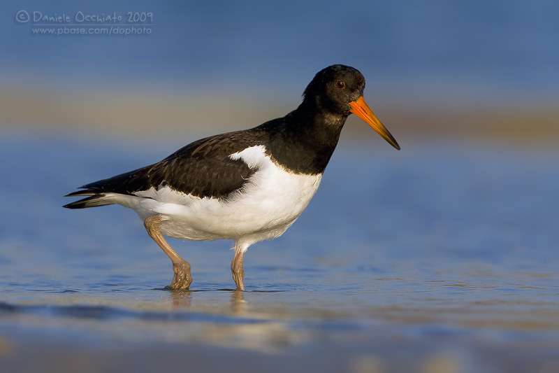 Eurasian Oystercatcher (Haematopus ostralegus)