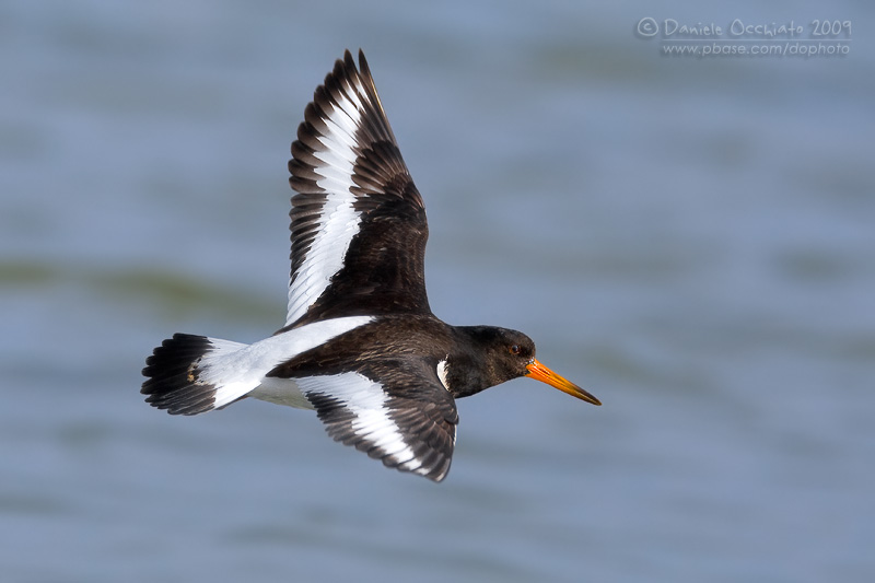 Eurasian Oystercatcher (Haematopus ostralegus)