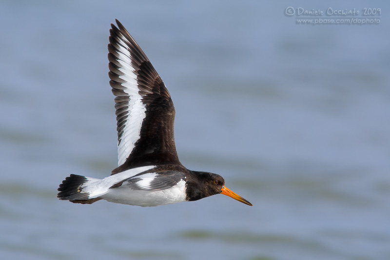 Eurasian Oystercatcher (Haematopus ostralegus)