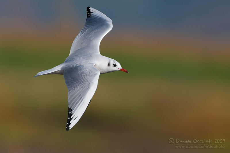 Common Black-headed Gull (Croicocephalus ridibundus)