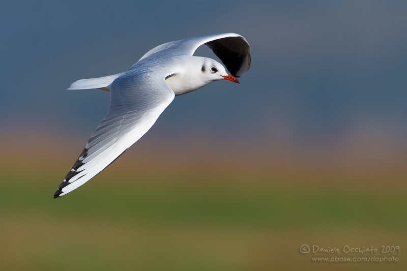 Common Black-headed Gull (Croicocephalus ridibundus)